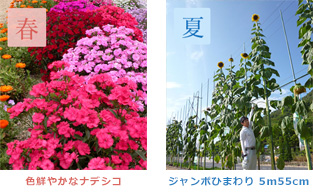 春夏画像