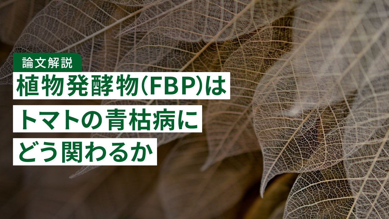 【論文解説】植物発酵物（FBP）はトマトの青枯病にどう関わるか