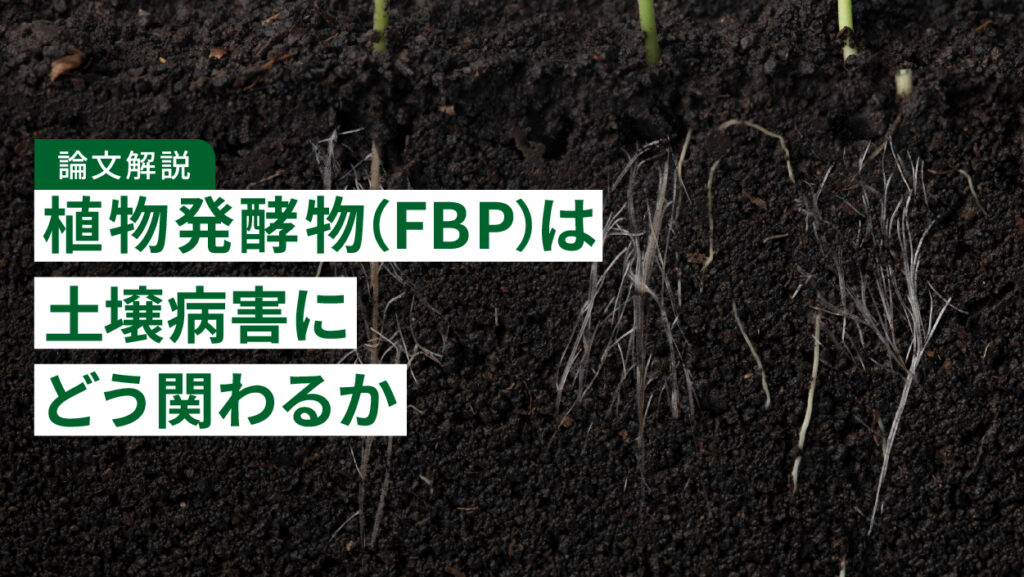 【論文解説】植物発酵物（FBP）は土壌病害にどう関わるか｜青枯病・かいよう病・根を丈夫にするリグニンを調べた研究