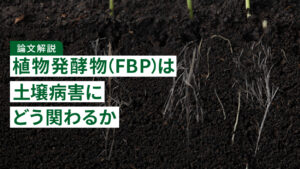 【論文解説】植物発酵物（FBP）は土壌病害にどう関わるか｜青枯病・かいよう病・根を丈夫にするリグニンを調べた研究