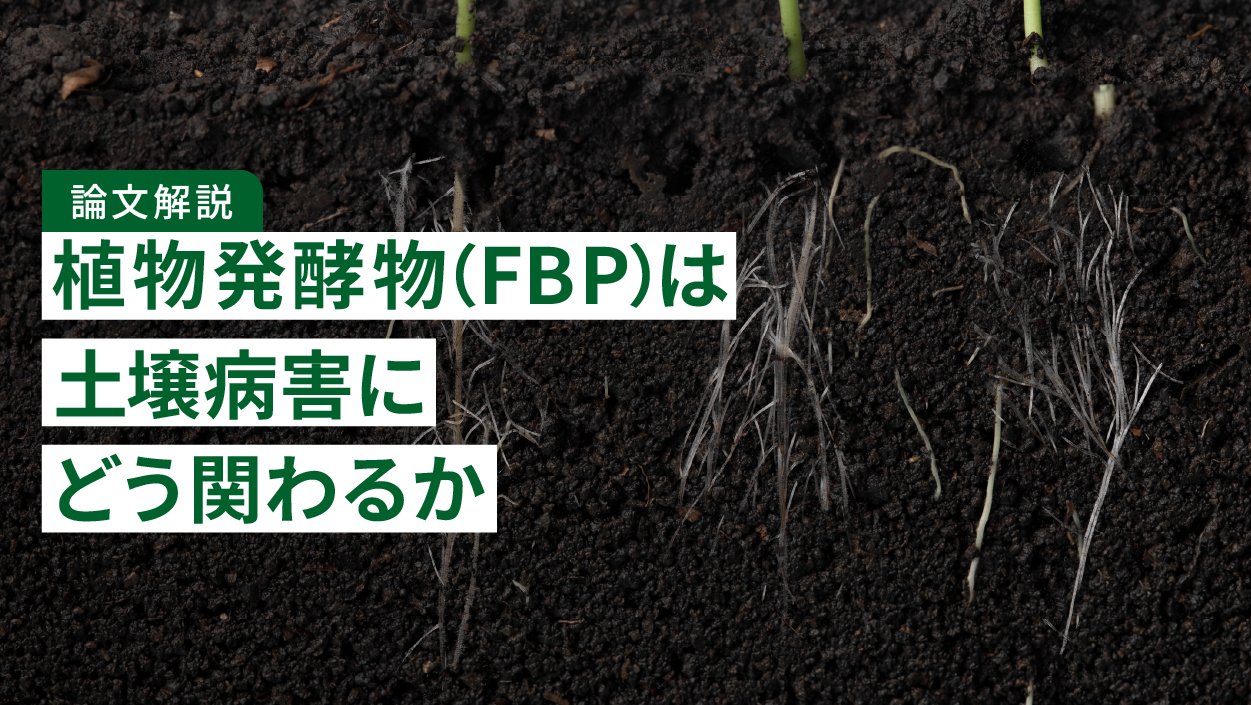 【論文解説】植物発酵物(FBP)は土壌病害にどう関わるか|青枯病・かいよう病・根を丈夫にするリグニンを調べた研究