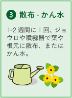 3.散布・かん水 1-2週間に1回、ジョウロや噴霧器で葉や根元に散布、またはかん水。