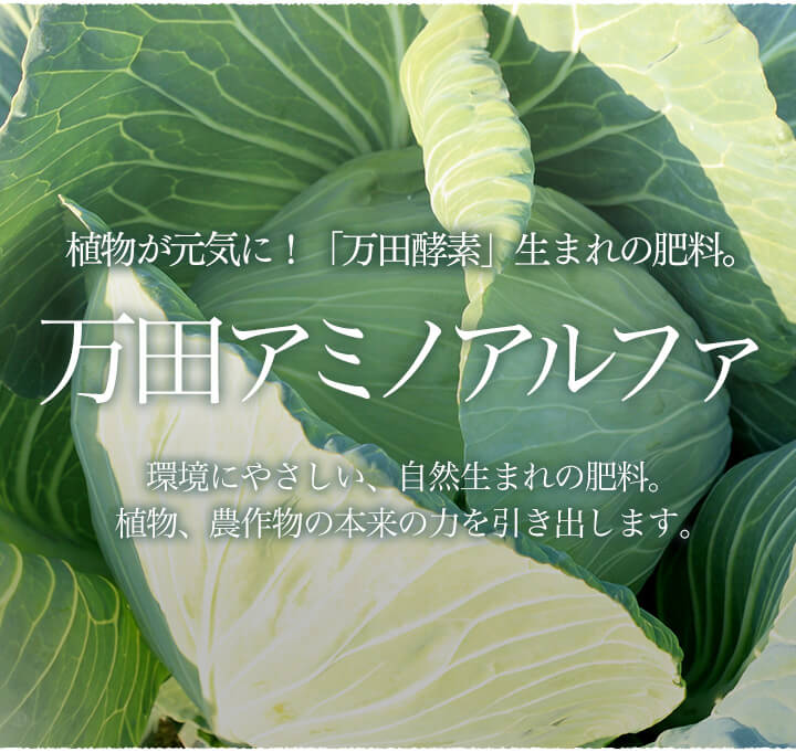 農業のプロが絶賛！万田酵素」生まれの肥料。万田アミノアルファ。環境にやさしい、自然生まれの肥料。植物、農作物の本来の力を引き出します。