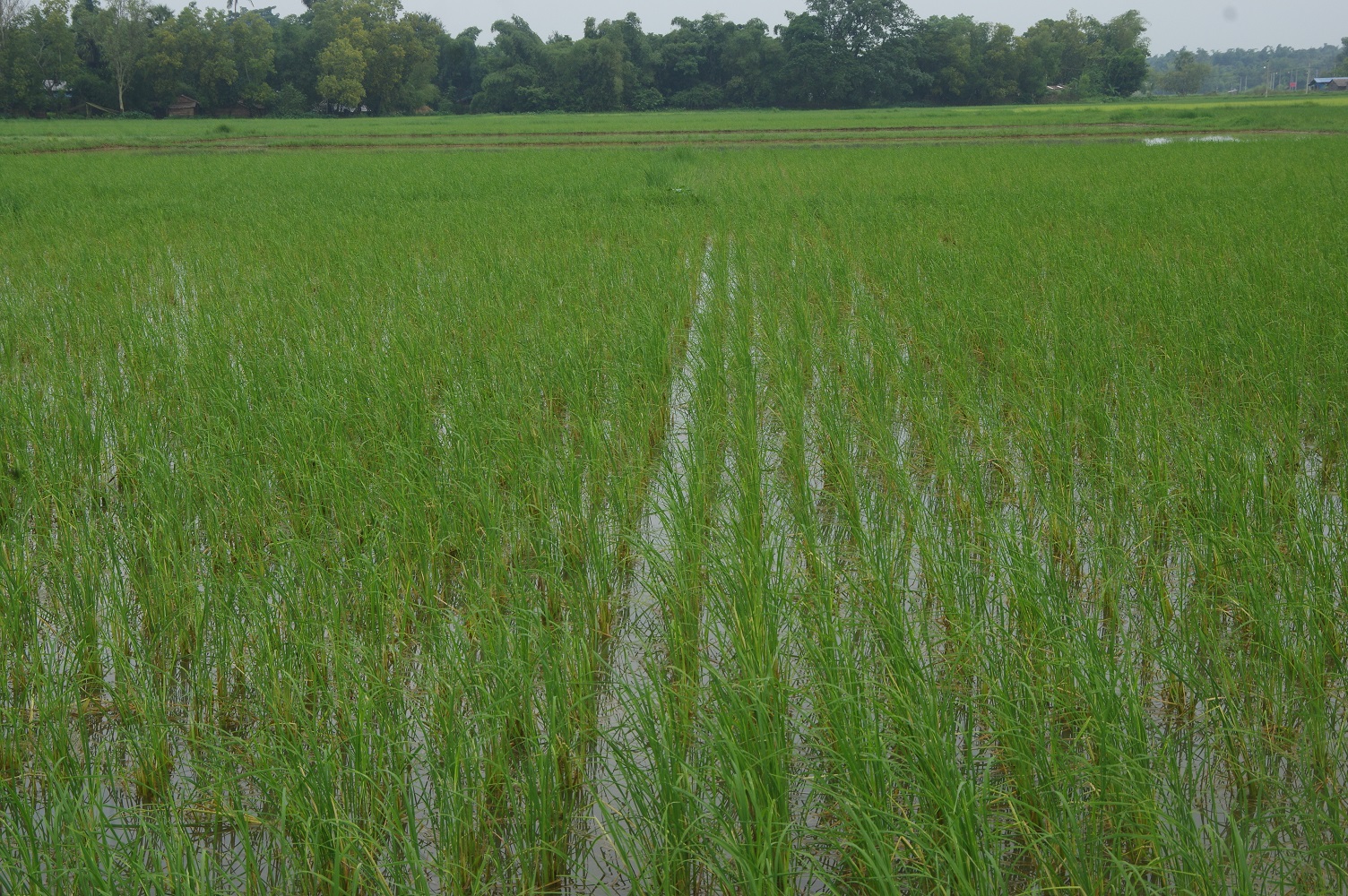 洪水被害から回復した稲の様子