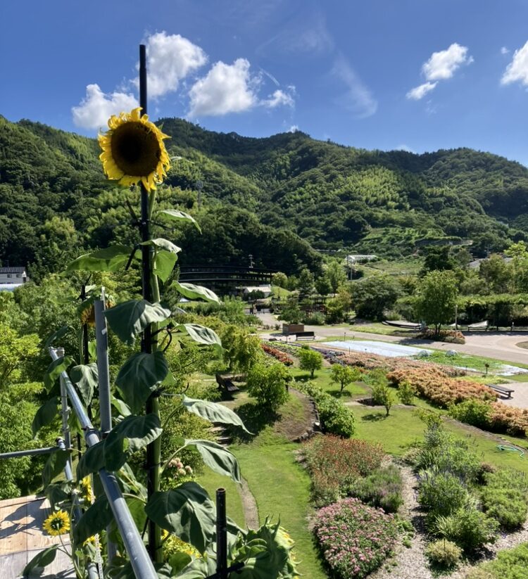 ひまわりページ ひまわり Amazon.co.jp: ZXHYWYM ひまわり キャンバス ウォールアート